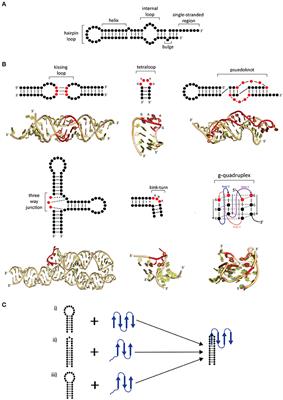 Structural Changes of RNA in Complex with Proteins in the SRP